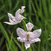 Calopogon oklahomensis (Oklahoma Grass-pink orchid)