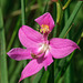 Calopogon oklahomensis (Oklahoma Grass-pink orchid)