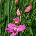 Calopogon oklahomensis (Oklahoma Grass-pink orchid)