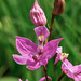 Calopogon oklahomensis (Oklahoma Grass-pink orchid)