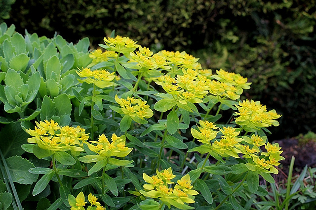 Hylotelephium et Euphorbe polychroma - Rocaille