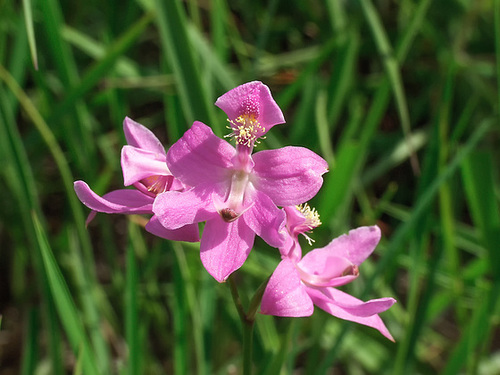 Calopogon oklahomensis (Oklahoma Grass-pink orchid)