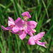 Calopogon oklahomensis (Oklahoma Grass-pink orchid)