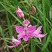 Calopogon oklahomensis (Oklahoma Grass-pink orchid)