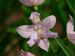 Calopogon oklahomensis (Oklahoma Grass-pink orchid)