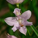 Calopogon oklahomensis (Oklahoma Grass-pink orchid)