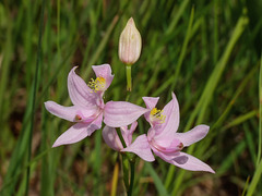 Calopogon oklahomensis (Oklahoma Grass-pink orchid)