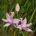 Calopogon oklahomensis (Oklahoma Grass-pink orchid)