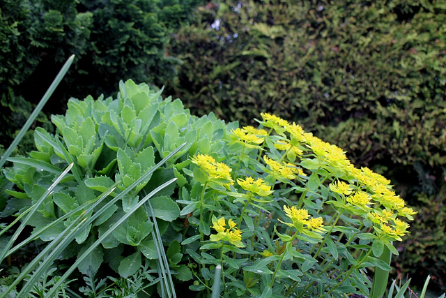 Hylotelephium et Euphorbe polychroma - Rocaille (2)