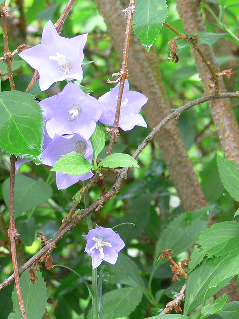 Glockenblume im Blätterwald