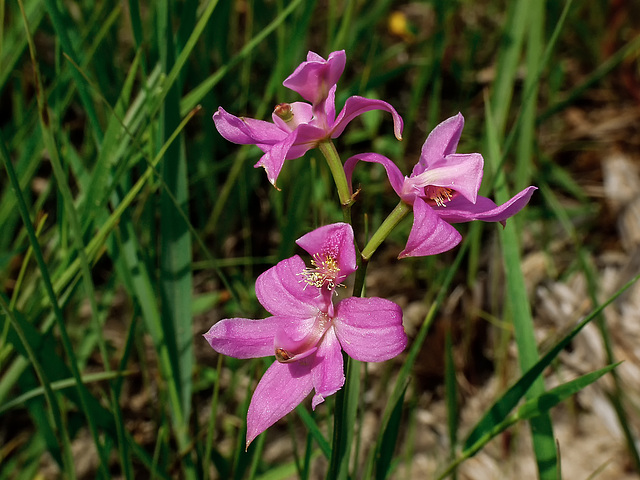 Calopogon oklahomensis (Oklahoma Grass-pink orchid)