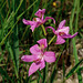 Calopogon oklahomensis (Oklahoma Grass-pink orchid)