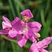 Calopogon oklahomensis (Oklahoma Grass-pink orchid)