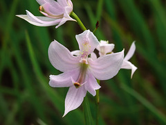 Calopogon oklahomensis (Oklahoma Grass-pink orchid)