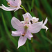 Calopogon oklahomensis (Oklahoma Grass-pink orchid)