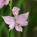 Calopogon oklahomensis (Oklahoma Grass-pink orchid)