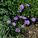 Scabiosa colombaria