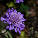 Scabiosa colombaria