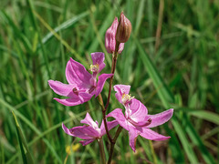 Calopogon oklahomensis (Oklahoma Grass-pink orchid)