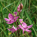 Calopogon oklahomensis (Oklahoma Grass-pink orchid)