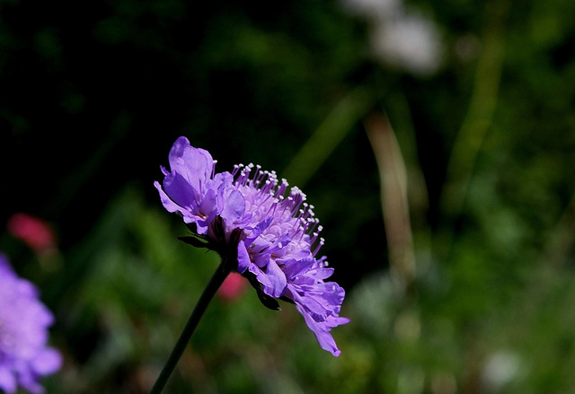 Scabiosa colombaria