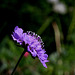 Scabiosa colombaria