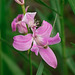 Calopogon oklahomensis (Oklahoma Grass-pink orchid)