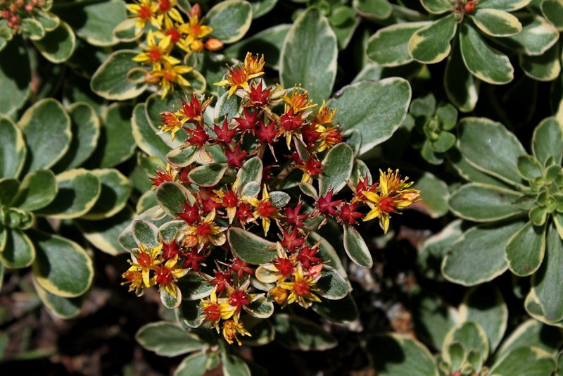 Sedum kamtschaticum