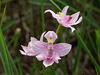 Calopogon oklahomensis (Oklahoma Grass-pink orchid)