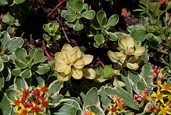 Sedum kamtschaticum