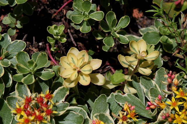 Sedum kamtschaticum