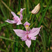 Calopogon oklahomensis (Oklahoma Grass-pink orchid)