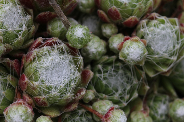 Sempervivum arachnoïdeum