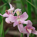 Calopogon oklahomensis (Oklahoma Grass-pink orchid)