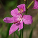 Calopogon oklahomensis (Oklahoma Grass-pink orchid)