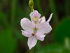 Calopogon oklahomensis (Oklahoma Grass-pink orchid)