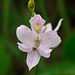 Calopogon oklahomensis (Oklahoma Grass-pink orchid)