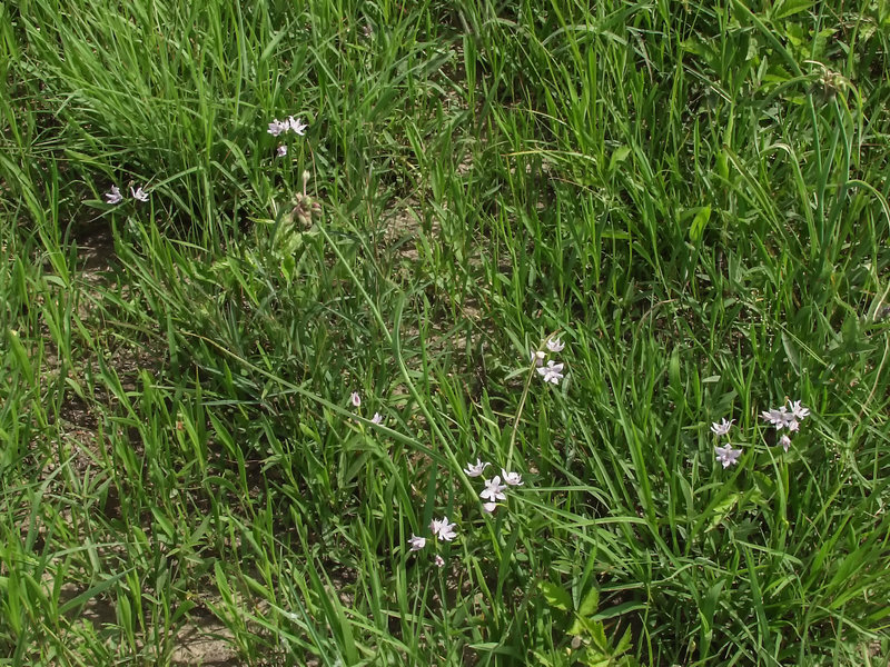 Calopogon oklahomensis (Oklahoma Grass-pink orchid)