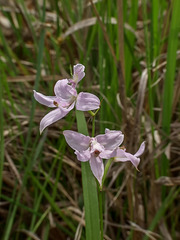 Calopogon oklahomensis (Oklahoma Grass-pink orchid)