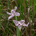 Calopogon oklahomensis (Oklahoma Grass-pink orchid)