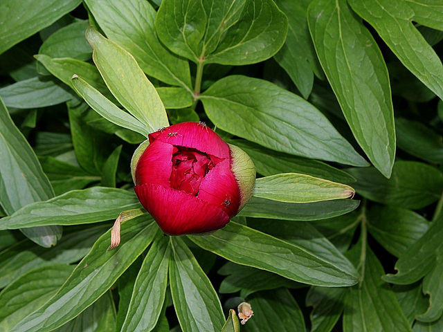 Paeonia officinalis Rubra Plena