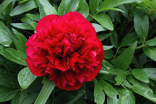 Paeonia officinalis Rubra Plena