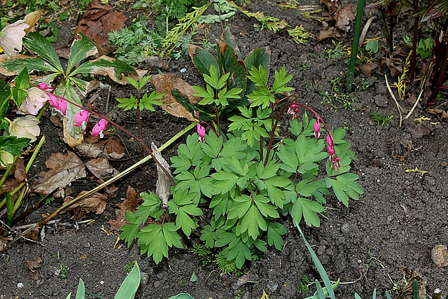 Dicentra