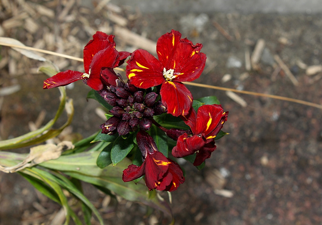 Giroflée - Cheiranthus cheiri