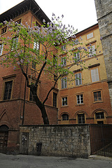 der einzige Baum in der Stadt ?