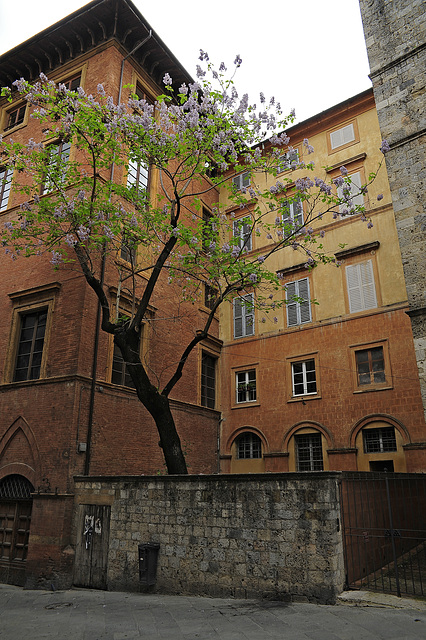 der einzige Baum in der Stadt ?