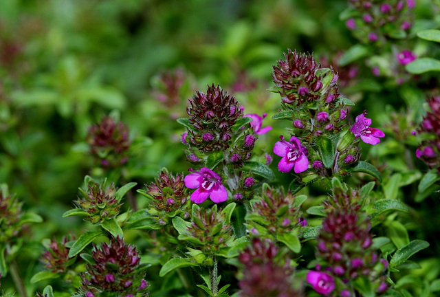 Thym serpolet