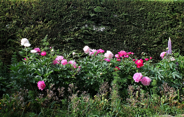 Pivoines 2012