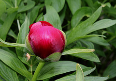 Paeonia officinalis Rubra Plena