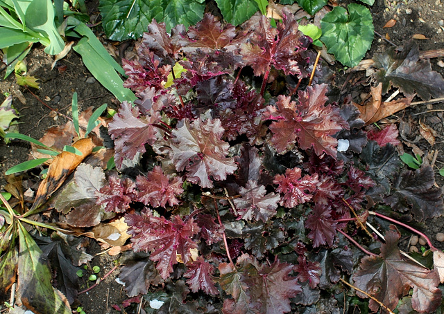Heuchère Crimson Curls